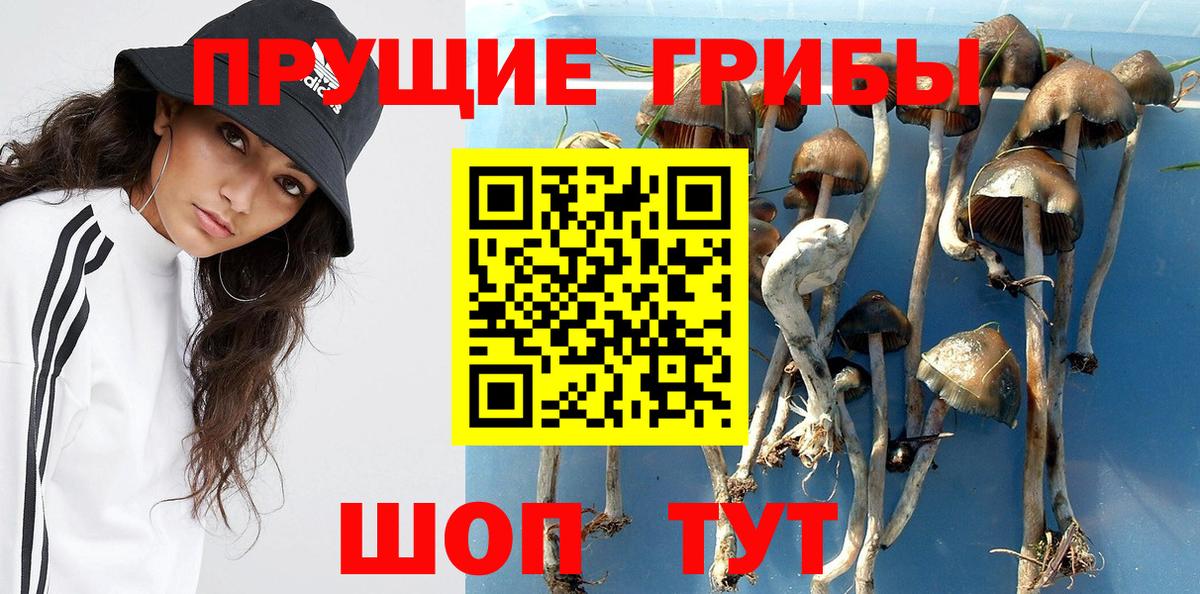 Псилоцибиновые грибы Psilocybine cubensis Борзя